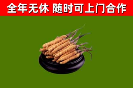 南岔烟酒回收冬虫夏草.jpg